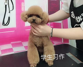 合肥優(yōu)優(yōu)狗 寵物美容培訓與用品銷售一站式服務