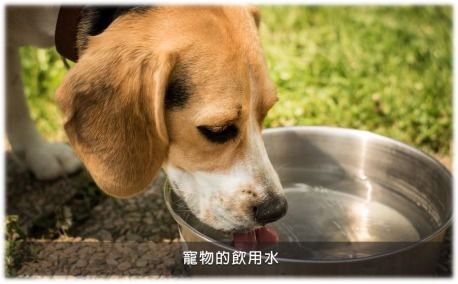 解決寵物異味難題 生物酶洗護(hù)產(chǎn)品的選購(gòu)指南與品牌推薦
